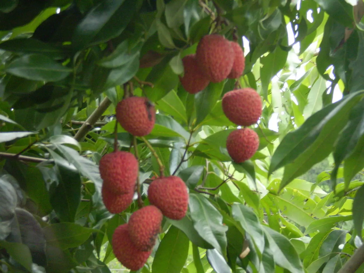 Are Strawberries Safe for Cats as a Healthy Snack?