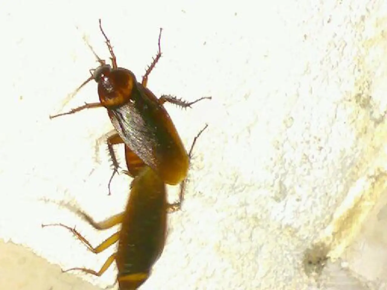 Oropouche Virus Epidemic: Could It Be the Upcoming Zika-Like Threat to Watch For?