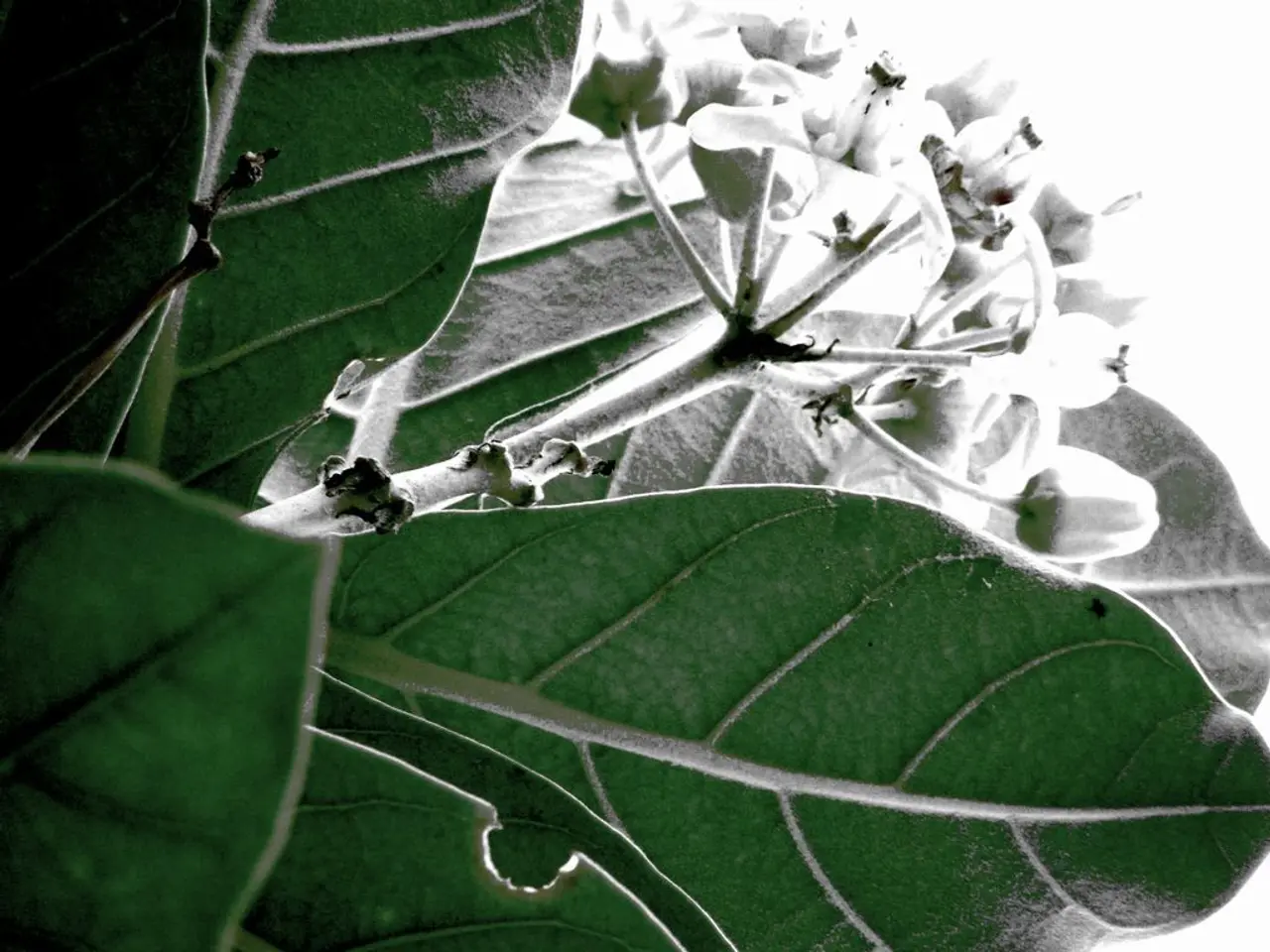 Holy basil: Advantages, drawbacks, and further information