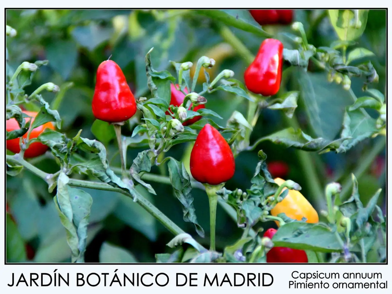 Peppercorns are Beneficial for Health