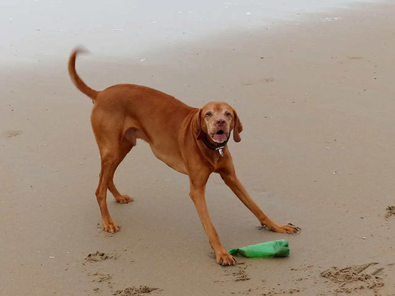 Celebrity Expert Outlines Factors Leading to Lyme Disease Among Stars, like Justin Timberlake