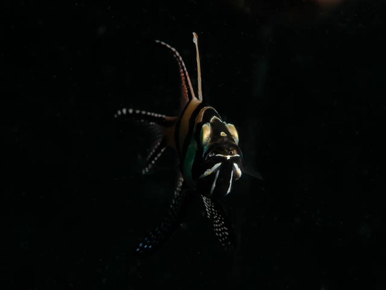 Blackfishing is a term used to describe when someone, often a non-Black person, alters their...