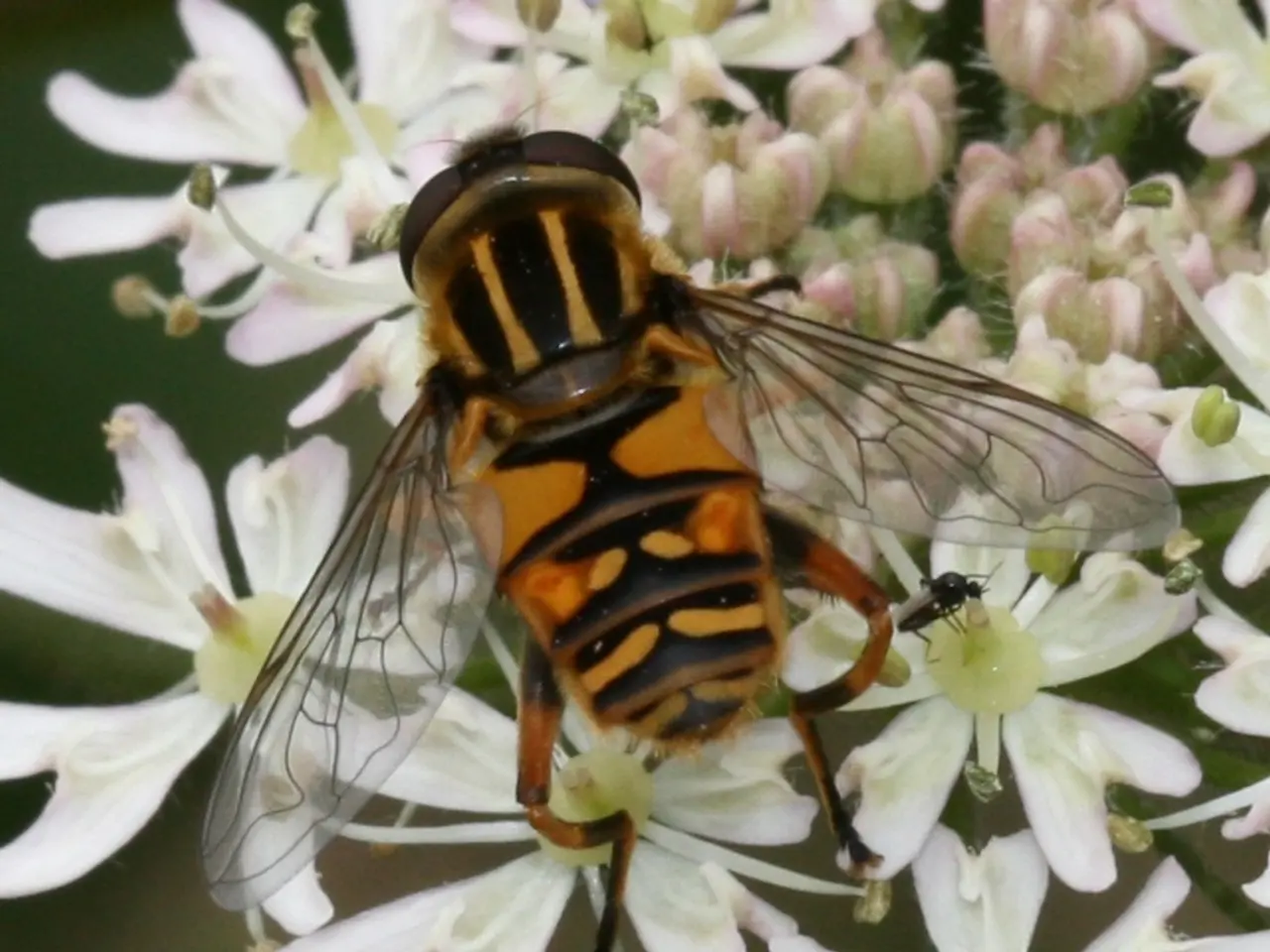 Experience Shortness of Breath Following a Wasp Sting: Inquiry into Insecticide Sensitivities
