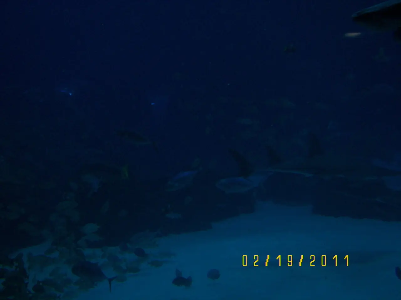 Secrets in the Desert: Unveiling Layered Symbolisms through Fish Imagery