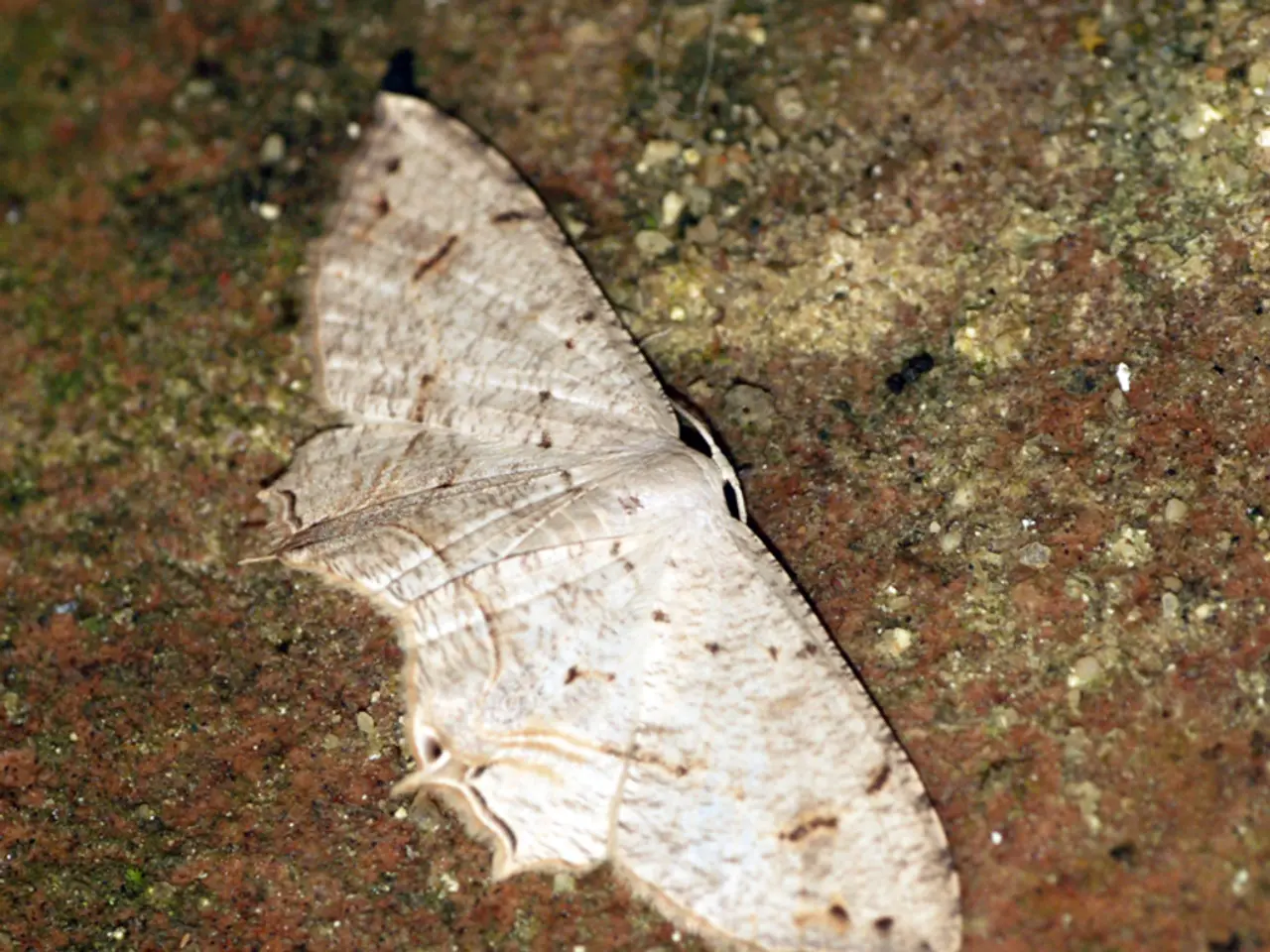 Shingles eruptions: Identifying their appearance and appropriate treatment methods