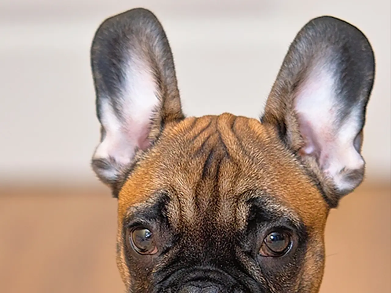 Canine Nasal Discharge Explained: The Reason Behind It