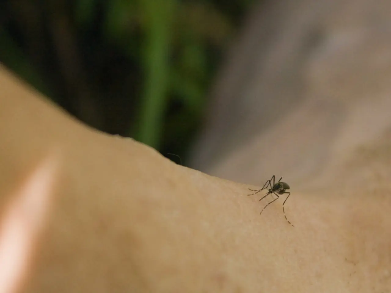 Reason Behind Mosquitoes Preferring Certain Individuals for Bites Over Others, Explained by Medical...