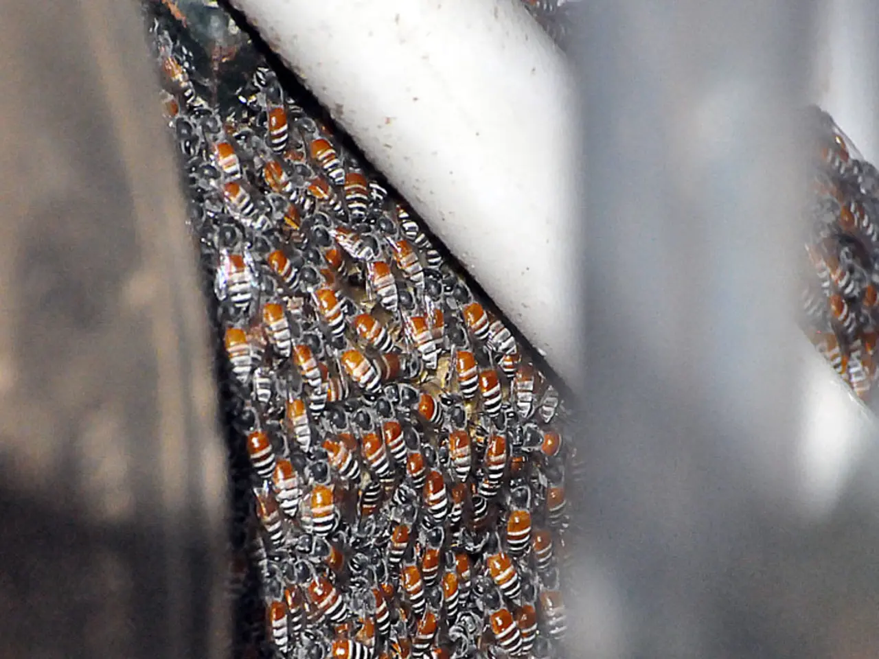 Alternative Sweeteners for Vegan and Keto Lifestyles: 15 Options for Sweetening Your Recipes