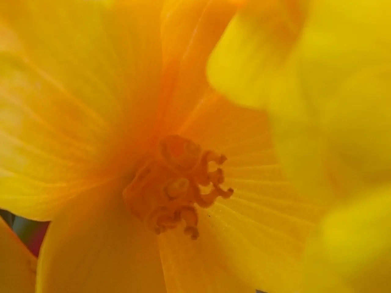 Ambrosia and grass pollen count high in Regensburg on Friday