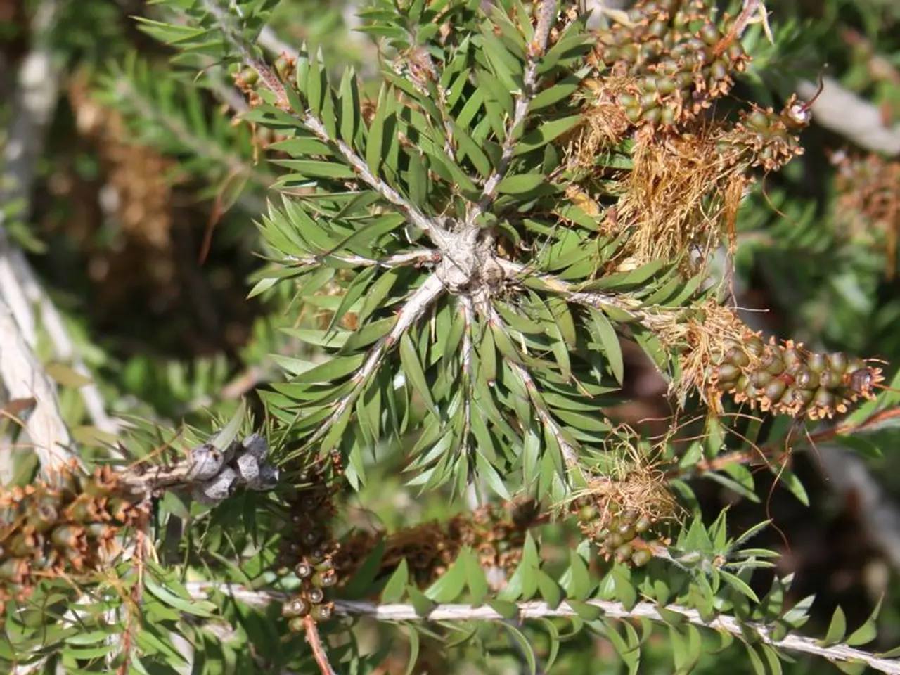 Can Diabetic Individuals Consume Mangoes, Bananas, Grapes, and Melons?