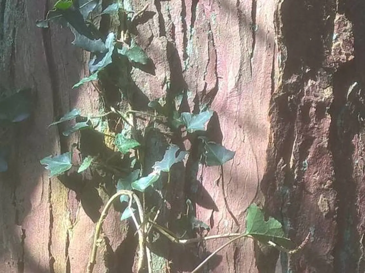 Extraction and Employment of Slippery Elm Bark