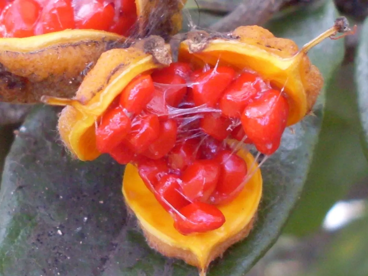 There are 2 fruits and leaves behind that.