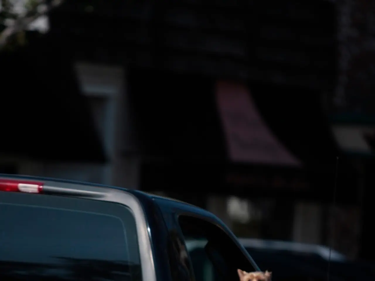 In this image i can see a car with a dog inside it.