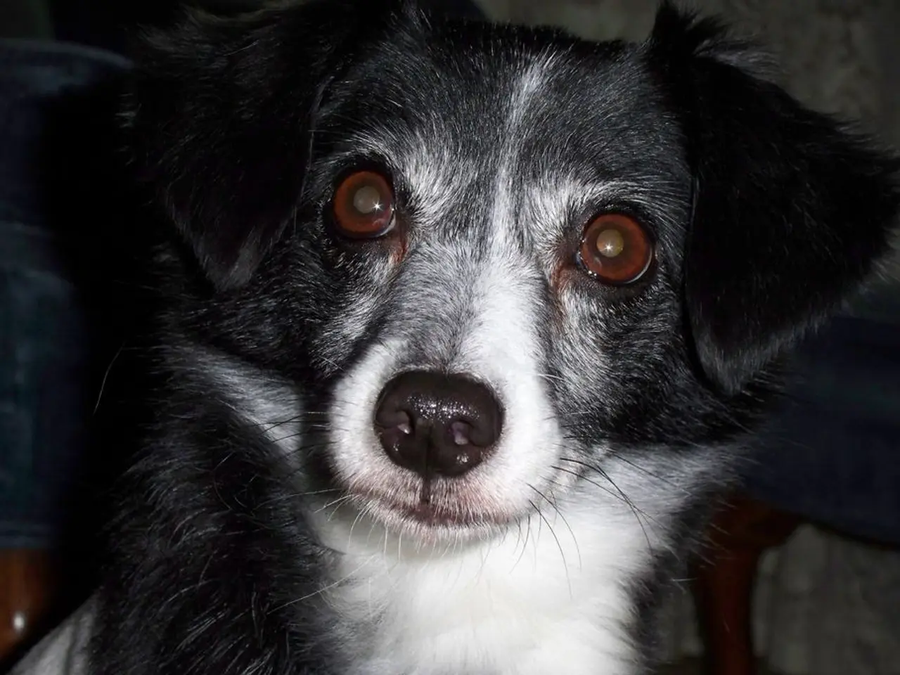 In the image we can see a dog.