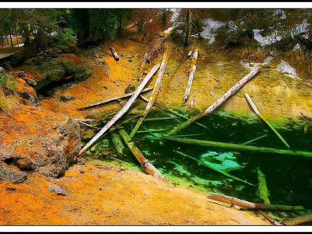 Investigates the Impact of Maritime Pine Bark Extract on Brain Blood Circulation