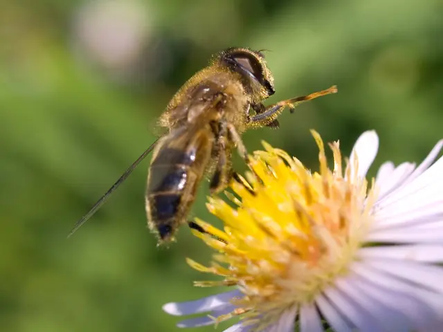 Choosing Manuka Honey Wisely: A Guide for Smart Shoppers