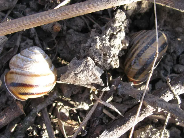 Snails Don't Hatch with Shells: Unveiling an Interesting Fact
