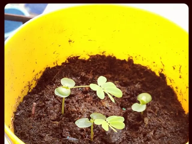 Unveiling the Hidden Tricks of Pitcher Plants: Insights into Their Preferred Soil, Rationales, and...