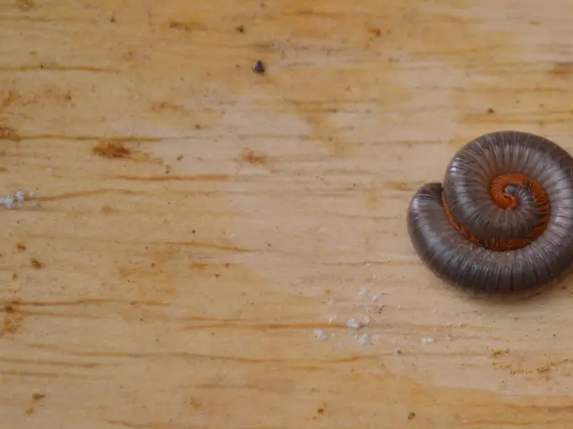 Edema Conflict: Understanding Causes, Remedies, and Further Details