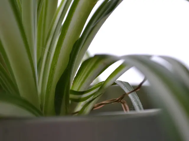 Urinary tract infection (UTI) characterized by the presence of pus cells in urine, outlined by...