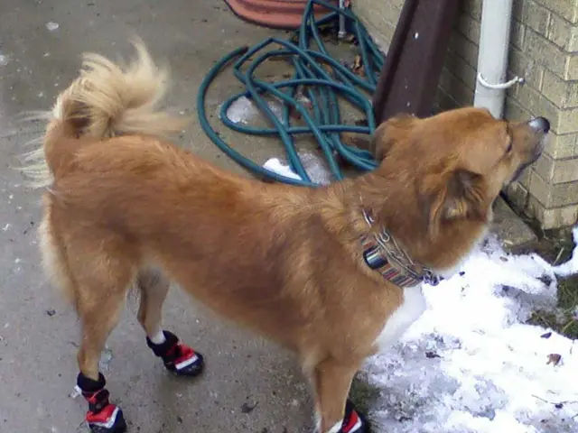 Dog Urine Protein Levels: An Explanation