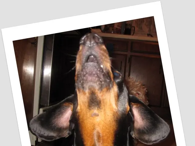 Dental Care for Canines: Six Options to Explore