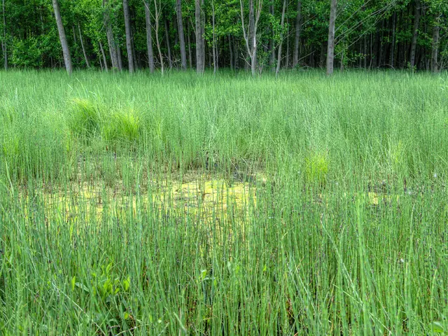 High-Returns, Low-Maintenance Crops: Juniper Berries Provide Consistent Income for Upland Farmers