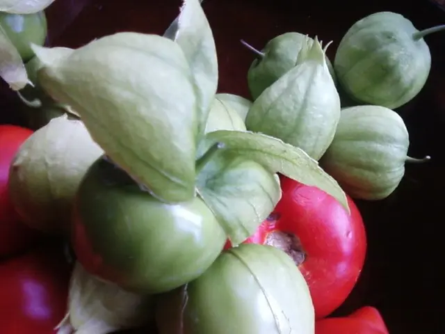 Abstaining from consuming tomatoes during winter is advisable due to its irrationality and...