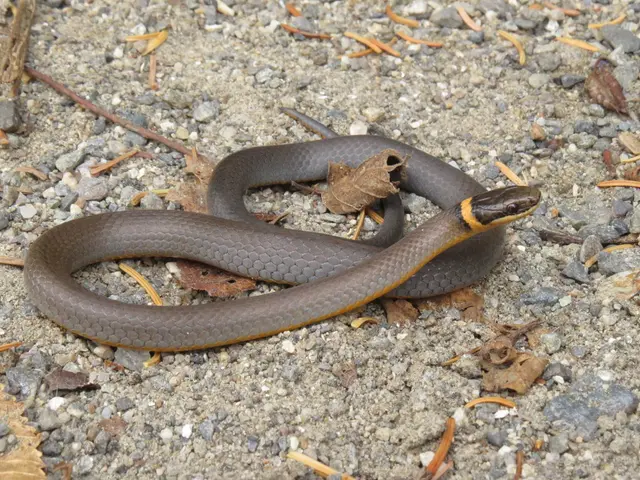 Forest Officer in Kerala Successfully Captures Giant King Cobra in Six Minutes