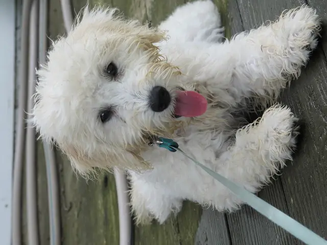 Dog Vomiting Blood: Causes and Appropriate Actions