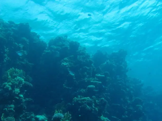 Harmful algae proliferations in South Australia cause distress