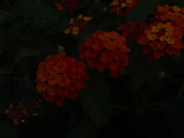 Encouraging Growth and Flowering through Humic Acid Utilization