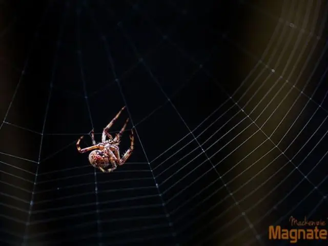 Interpretation of the Spider's Significance in Dreams