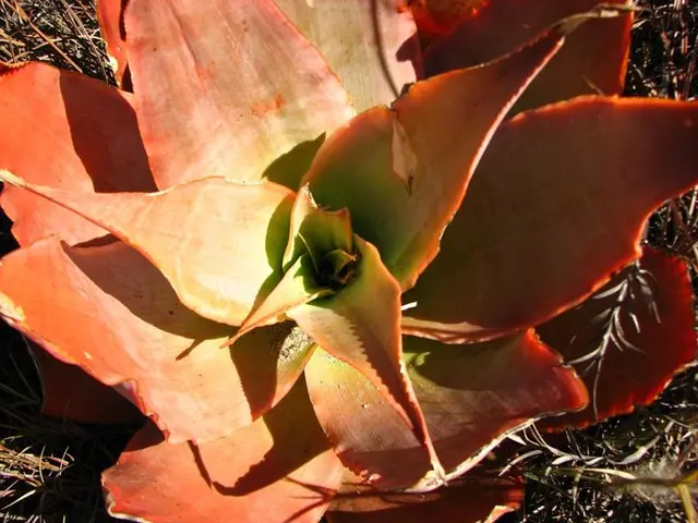 Uncovering Vegan Sources for DHA-Derived Brain Advantages in Omega 3