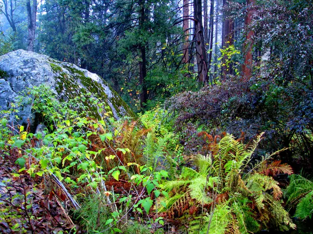 Consequences of Mining Practices on Nearby People and Surrounding Ecology