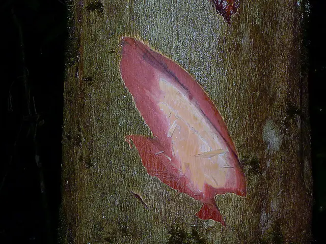 RHEACELL and AOP Health Align for Groundbreaking Treatments of "Butterfly Children's Disease" and...