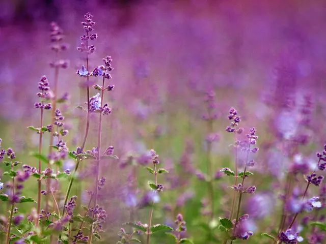 Effectiveness of Herbs in Managing Anxiety: Investigating Their Calming Properties. Discover 9...