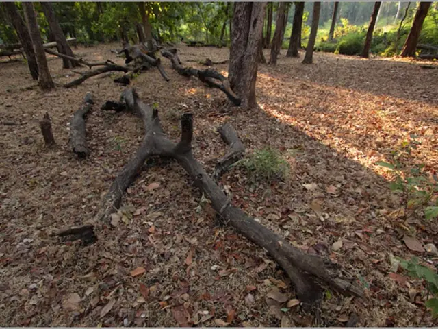 Adequate Oxygen Required for Healthy Soil and Vegetation: What's the Optimal Amount?