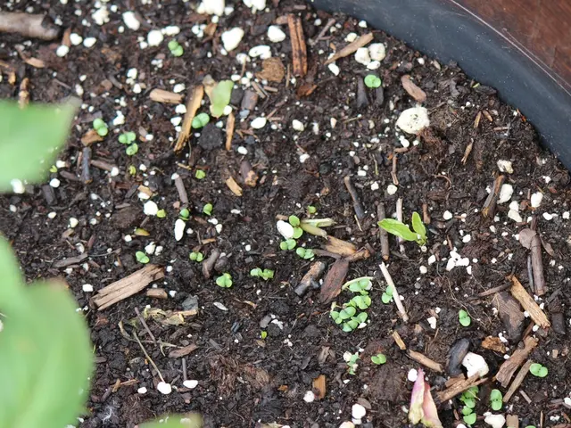 Essential Uptake of Soil Nutrients by Plants: How They Digest Nourishment from the Ground