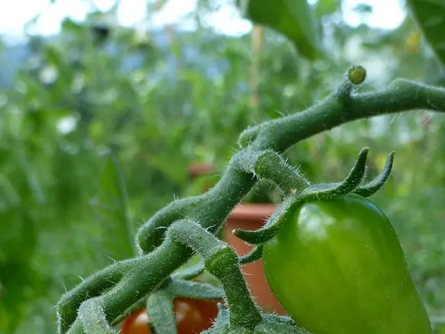 Brain's Transformation During a Journey to Mars Explored