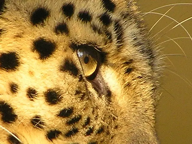Texas A&M's mascot, Reveille X, undergoes surgery to have an eye removed due to a glaucoma...