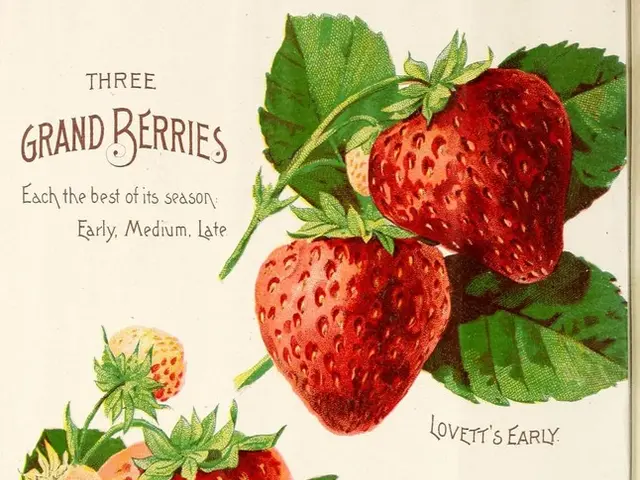 Woman Named Hortense Under Scrutiny