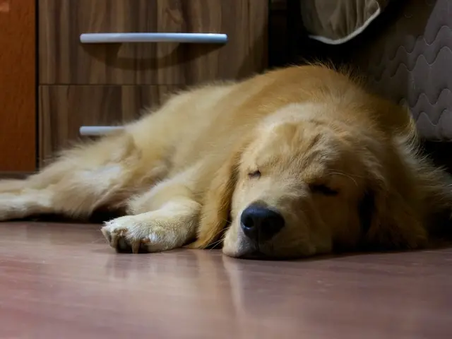 Mammals known as dogs exhibit aggression.