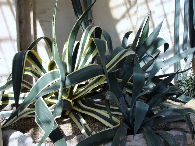 Small Pineapple Promotes Reduction in Food Waste