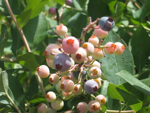 Uncovered: 8 Lesser-Known Berries Offering Potent Antioxidant Defense