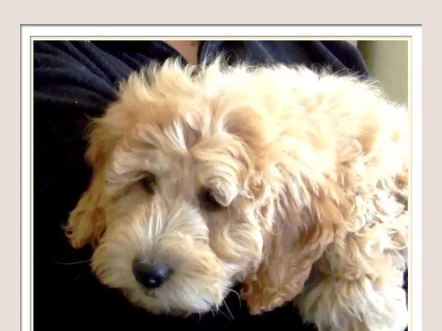 Trilostane medication for canines, an overview by veterinarian Elizabeth Racine, DVM, reviewed by...