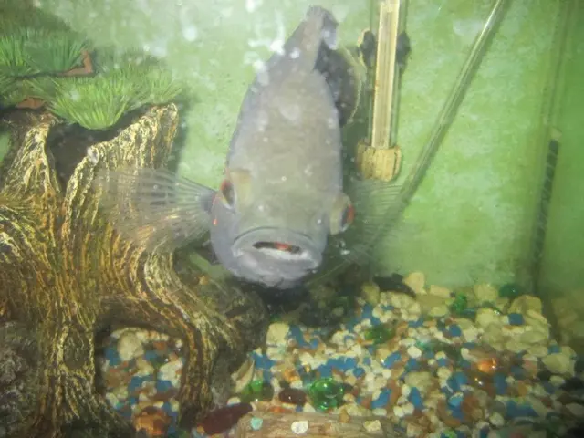 Innovative Approach Proposed for Detection of Toxin in Fresh Water Supplies via Patent Submission