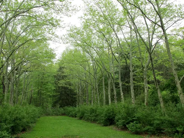 Participate in the Community-led Examination of the FLIP Meadow - Unraveling the Mysteries at Alter...