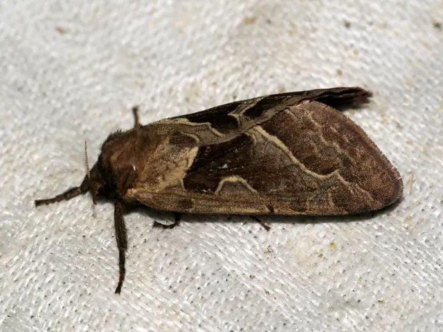 Erythema Infectiosum: A Discussion on This Contagious Rash Disease