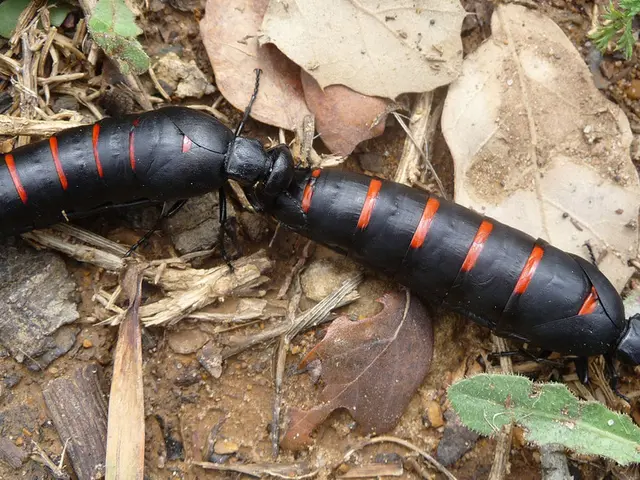 Scientist discusses reasons for premature leaf drop in Altai region